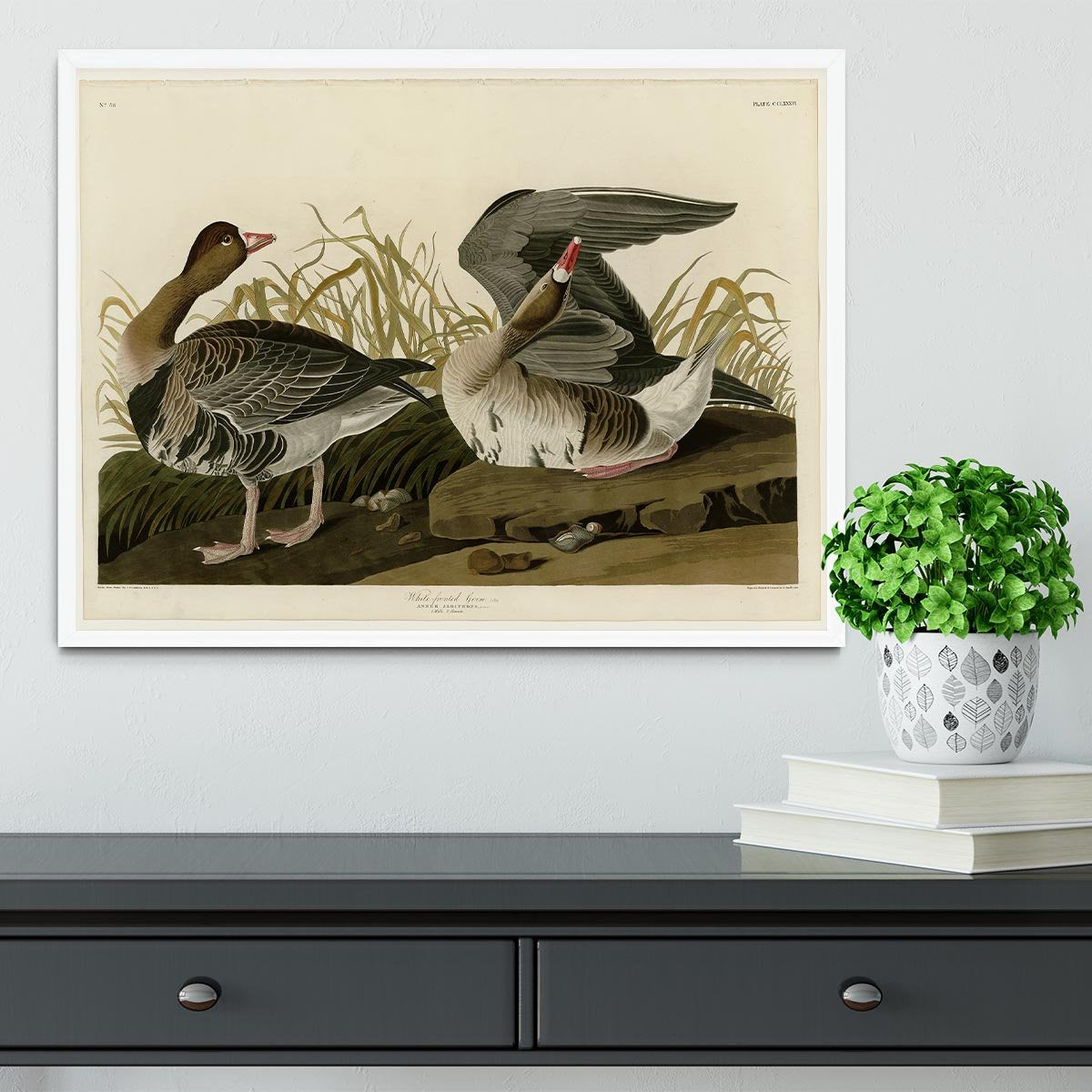 White fronted Goose by Audubon Framed Print - Canvas Art Rocks -6