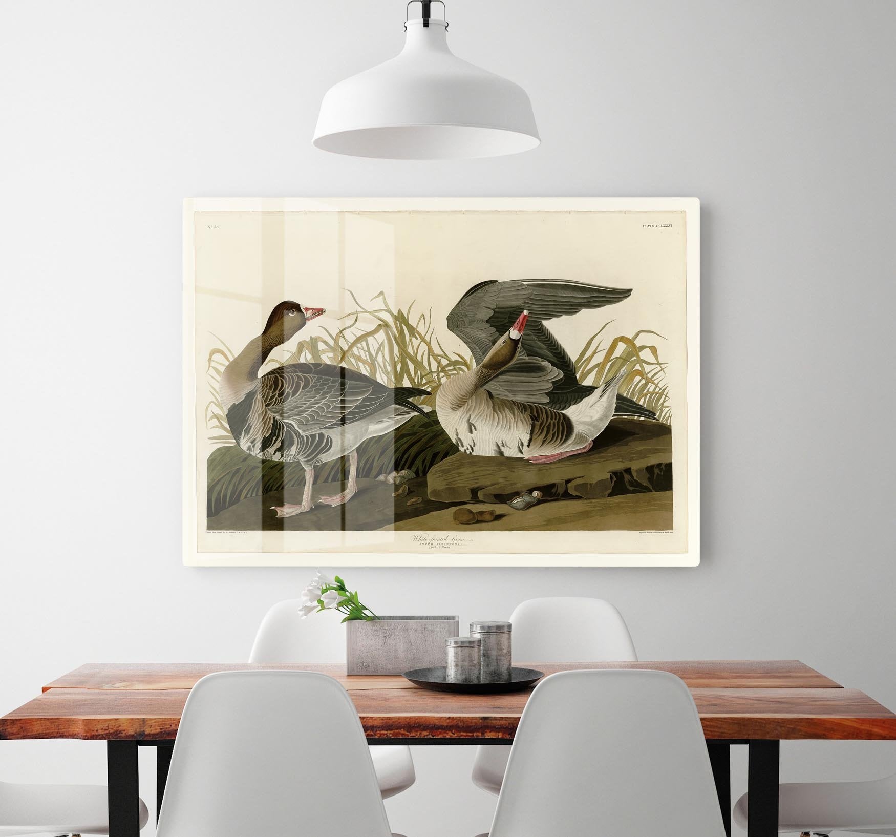 White fronted Goose by Audubon HD Metal Print - Canvas Art Rocks - 2