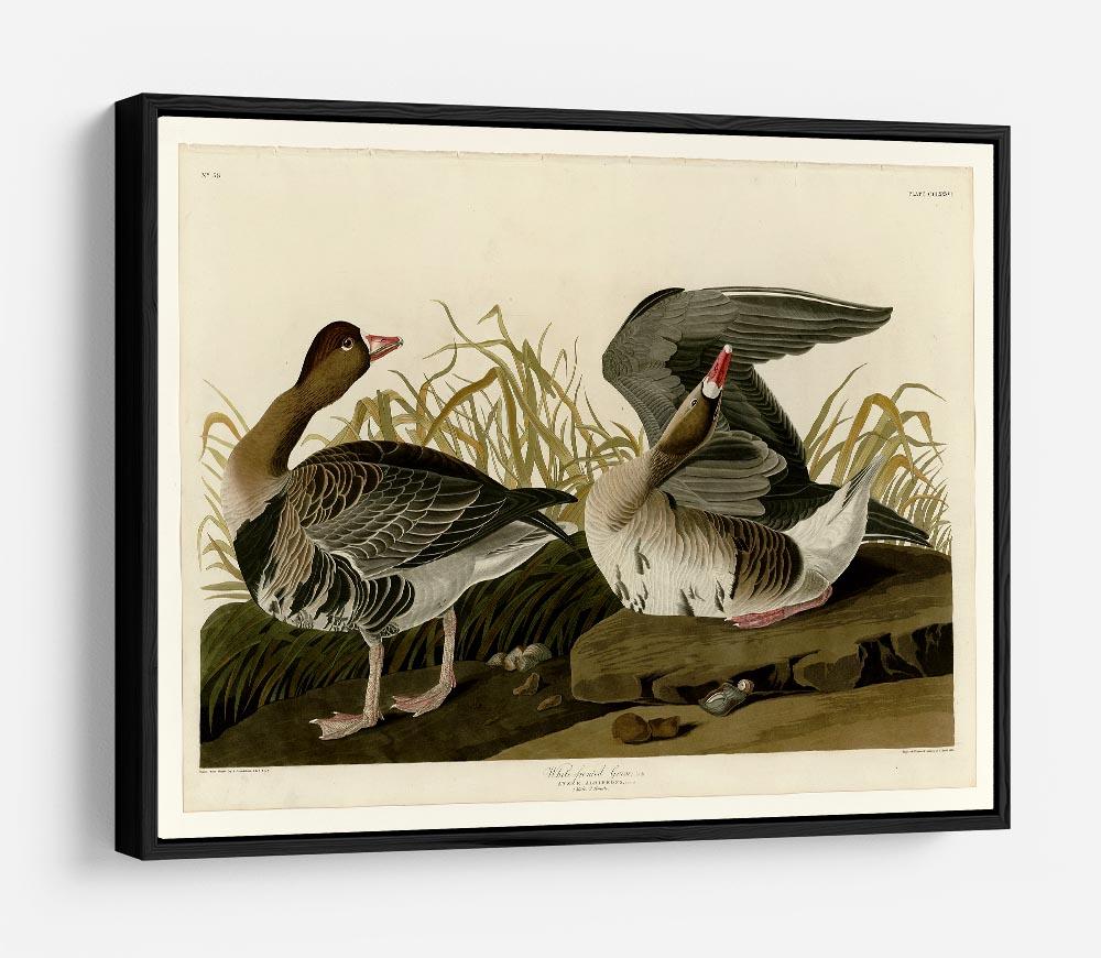 White fronted Goose by Audubon HD Metal Print - Canvas Art Rocks - 6