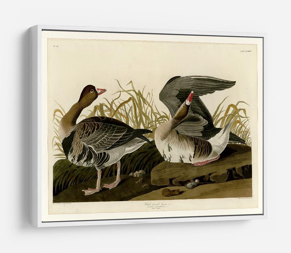 White fronted Goose by Audubon HD Metal Print - Canvas Art Rocks - 7