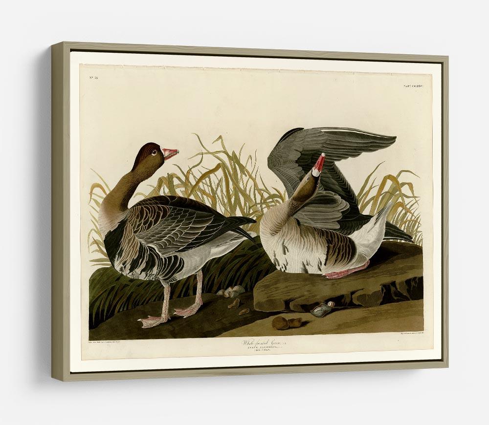White fronted Goose by Audubon HD Metal Print - Canvas Art Rocks - 8