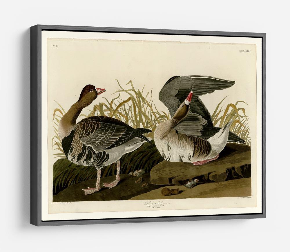 White fronted Goose by Audubon HD Metal Print - Canvas Art Rocks - 9