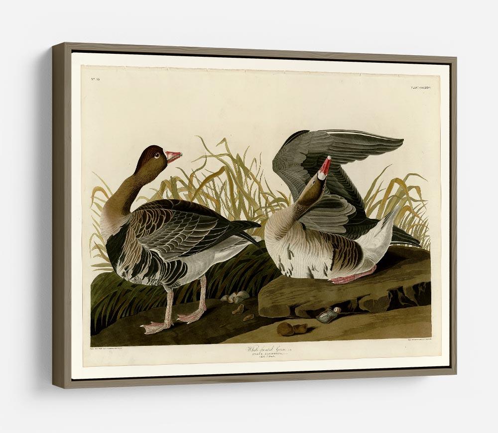 White fronted Goose by Audubon HD Metal Print - Canvas Art Rocks - 10