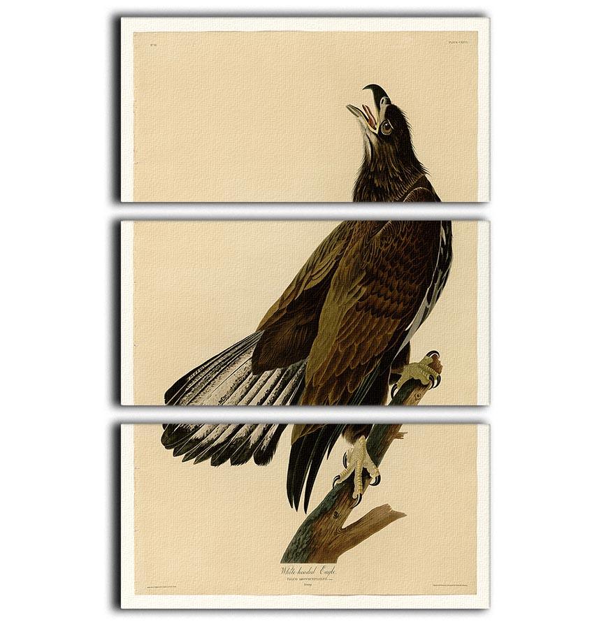 White headed Eagle 2 by Audubon 3 Split Panel Canvas Print - Canvas Art Rocks - 1
