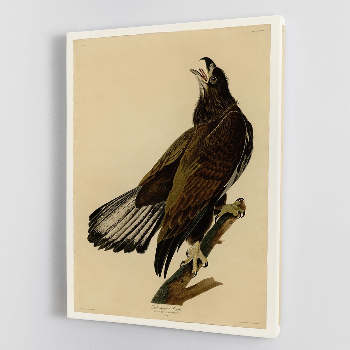 White headed Eagle 2 by Audubon Canvas Print or Poster