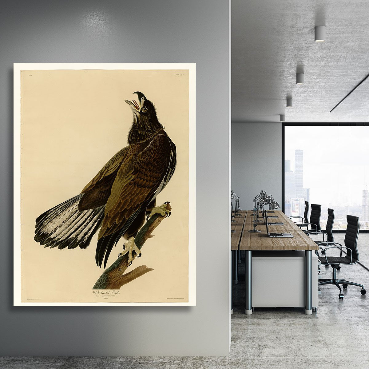White headed Eagle 2 by Audubon Canvas Print or Poster