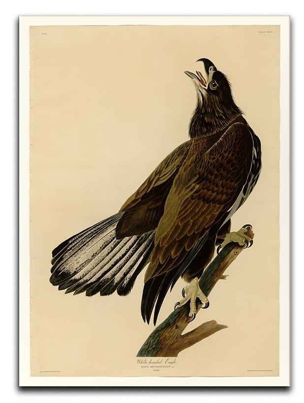 White headed Eagle 2 by Audubon Canvas Print or Poster - Canvas Art Rocks - 1