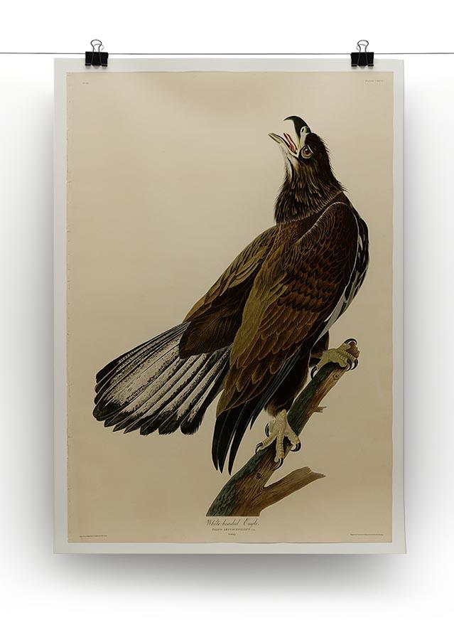 White headed Eagle 2 by Audubon Canvas Print or Poster - Canvas Art Rocks - 2