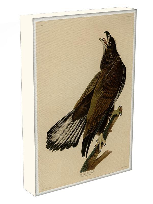 White headed Eagle 2 by Audubon Canvas Print or Poster - Canvas Art Rocks - 3
