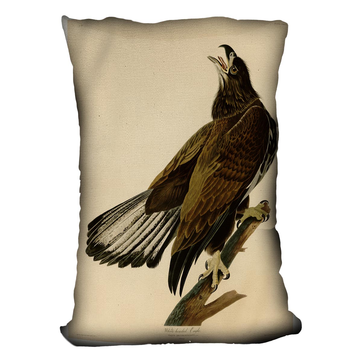 White headed Eagle 2 by Audubon Cushion