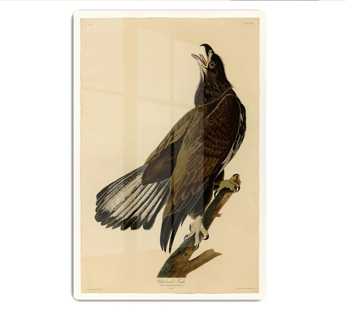 White headed Eagle 2 by Audubon HD Metal Print - Canvas Art Rocks - 1