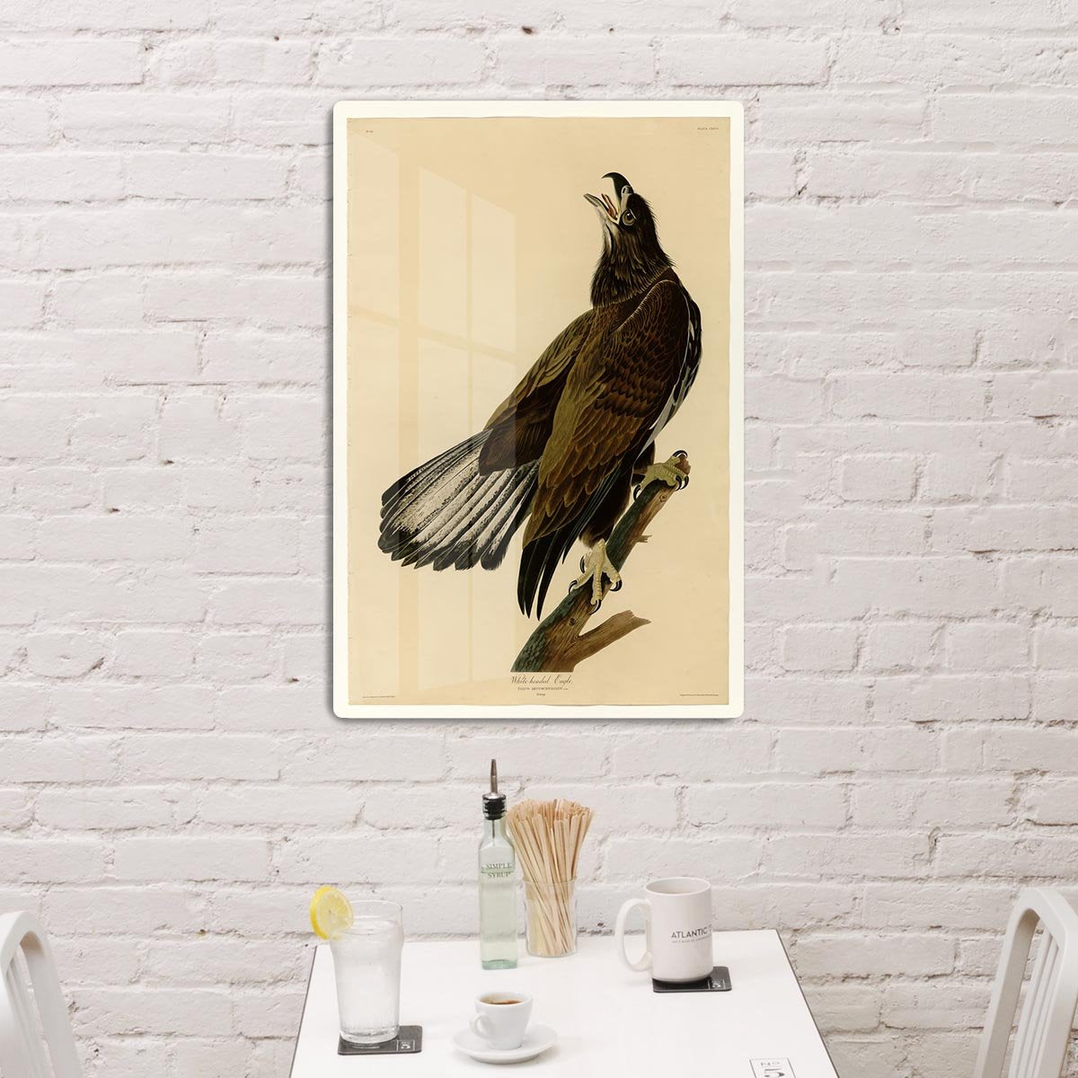 White headed Eagle 2 by Audubon HD Metal Print - Canvas Art Rocks - 3