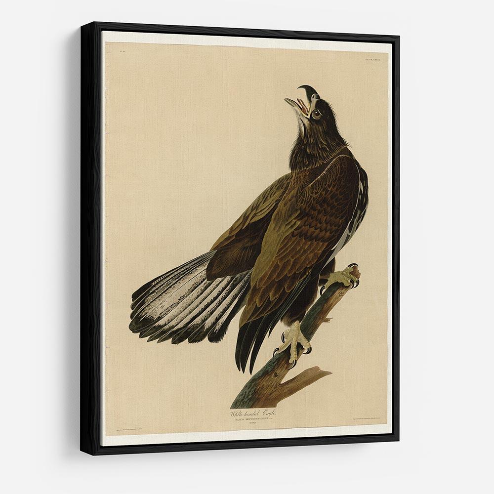 White headed Eagle 2 by Audubon HD Metal Print - Canvas Art Rocks - 6