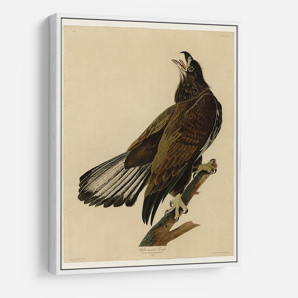 White headed Eagle 2 by Audubon HD Metal Print - Canvas Art Rocks - 7