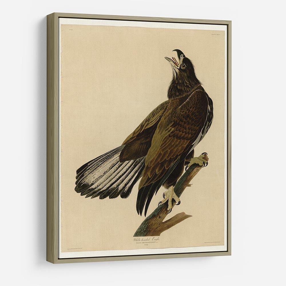 White headed Eagle 2 by Audubon HD Metal Print - Canvas Art Rocks - 8