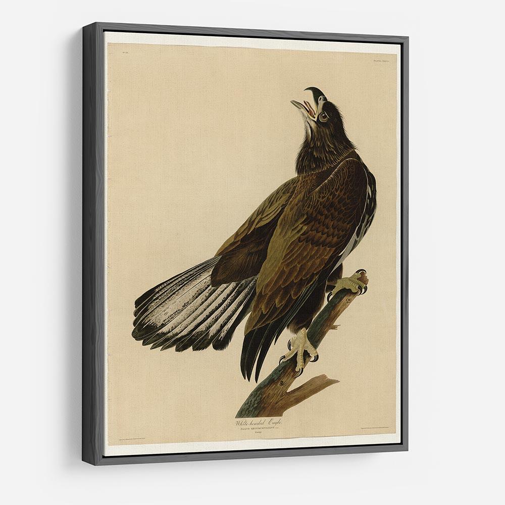 White headed Eagle 2 by Audubon HD Metal Print - Canvas Art Rocks - 9