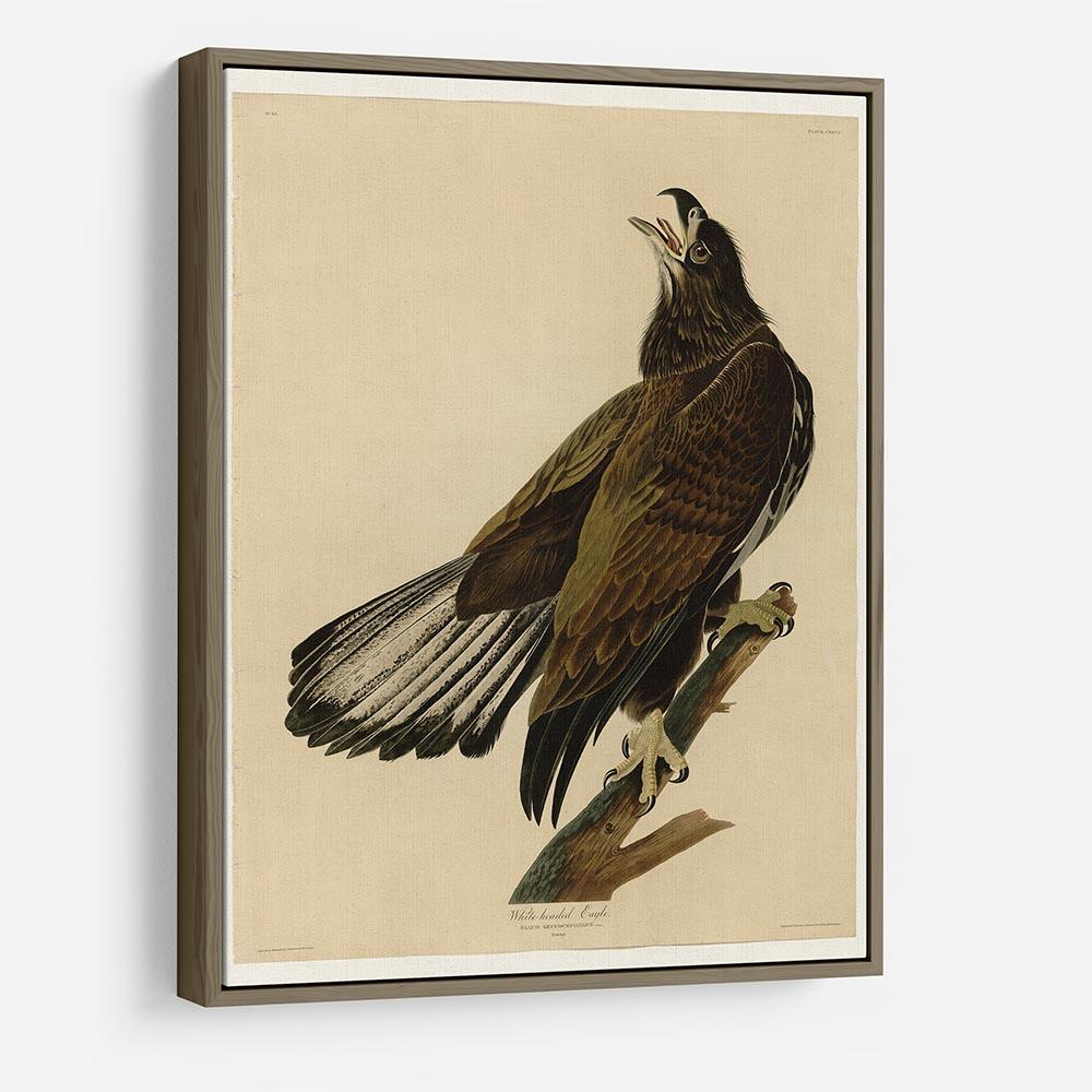 White headed Eagle 2 by Audubon HD Metal Print - Canvas Art Rocks - 10