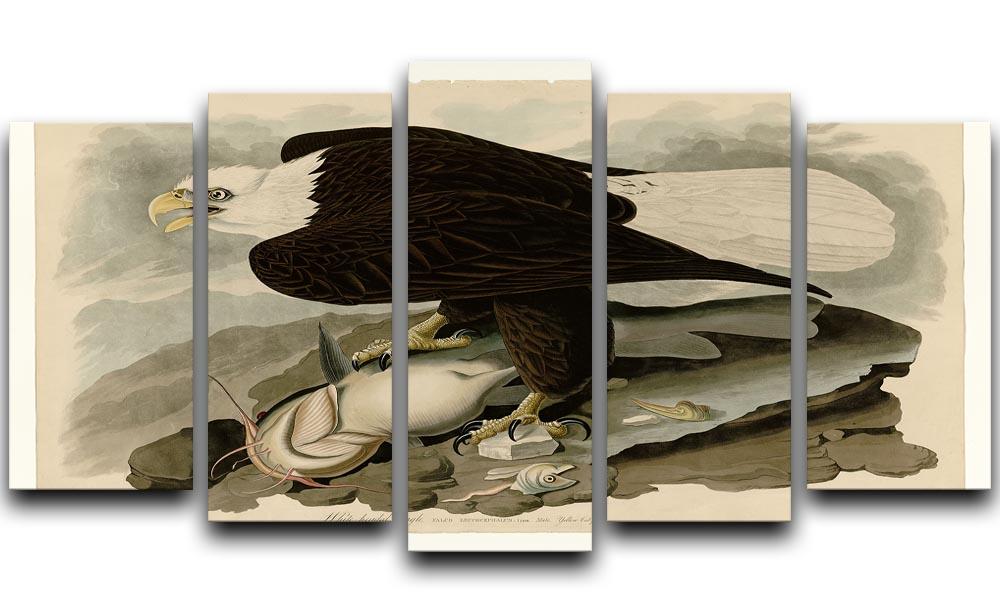 White headed Eagle by Audubon 5 Split Panel Canvas - Canvas Art Rocks - 1