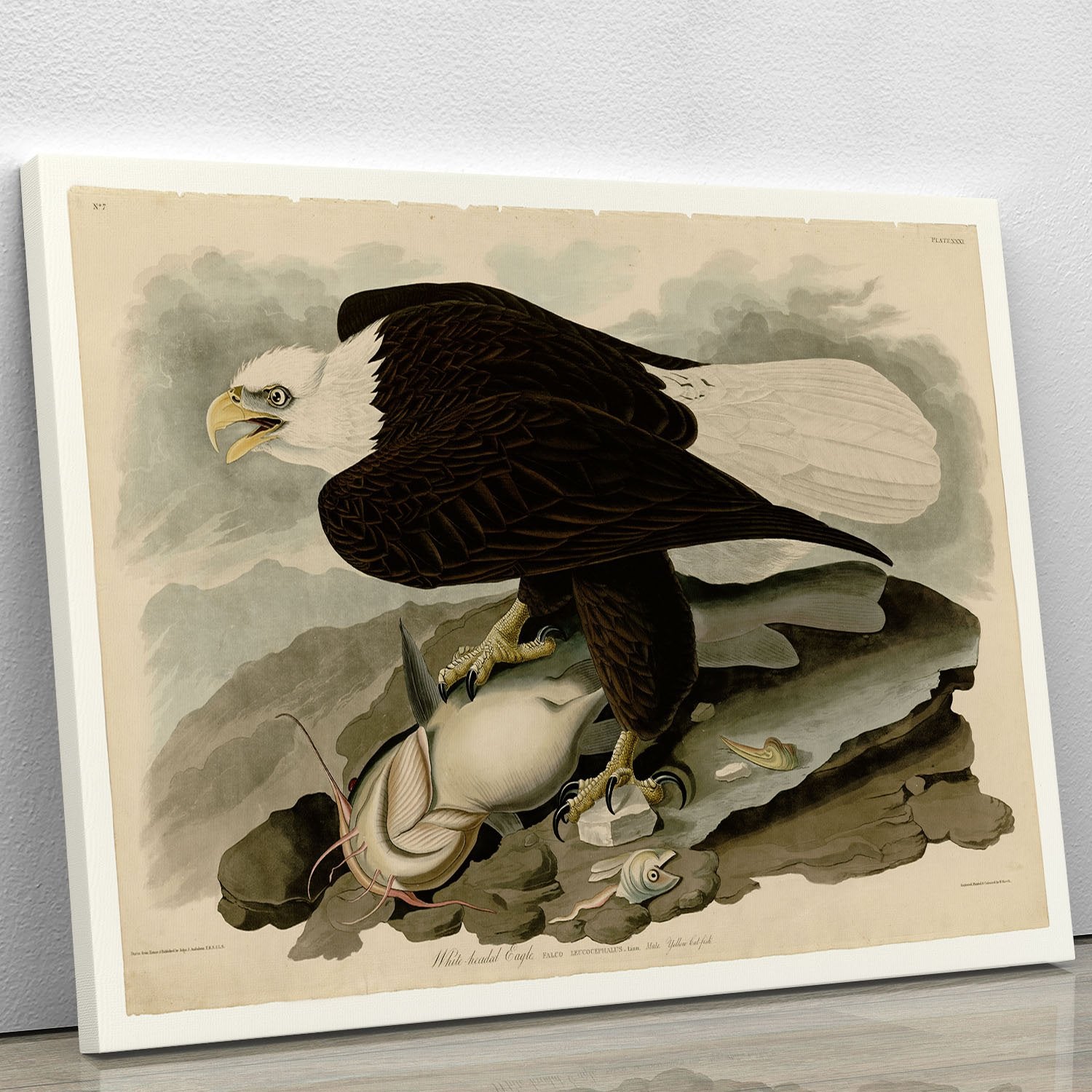 White headed Eagle by Audubon Canvas Print or Poster