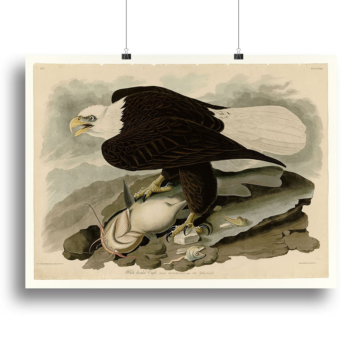 White headed Eagle by Audubon Canvas Print or Poster