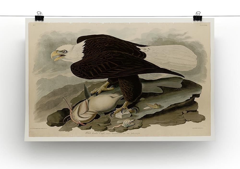 White headed Eagle by Audubon Canvas Print or Poster - Canvas Art Rocks - 2