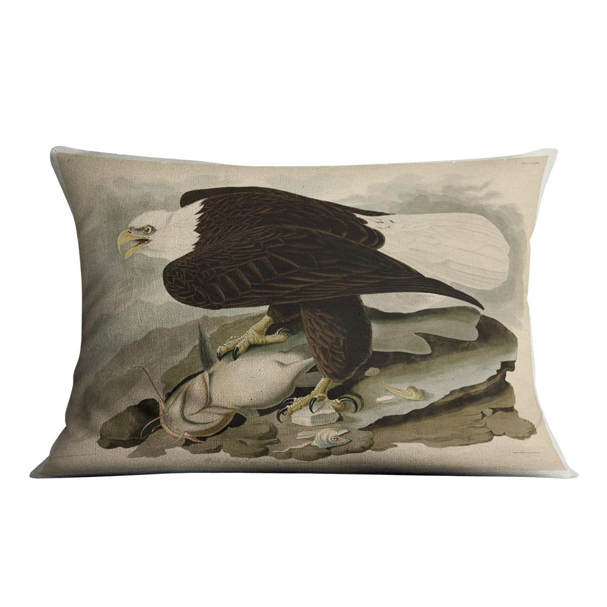 White headed Eagle by Audubon Cushion