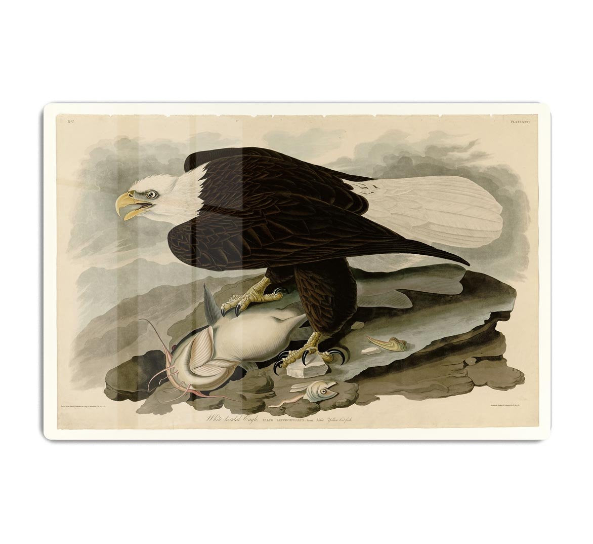 White headed Eagle by Audubon HD Metal Print - Canvas Art Rocks - 1