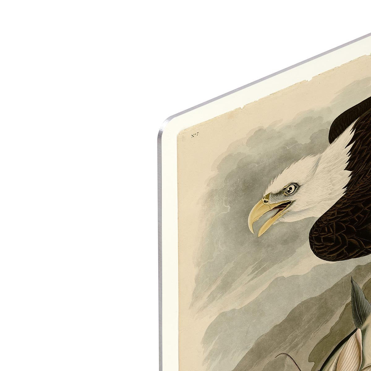 White headed Eagle by Audubon HD Metal Print - Canvas Art Rocks - 4