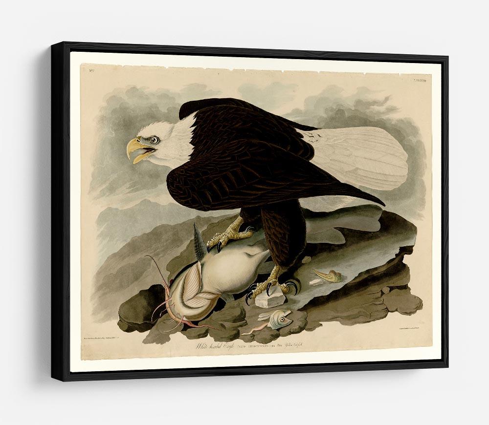 White headed Eagle by Audubon HD Metal Print - Canvas Art Rocks - 6
