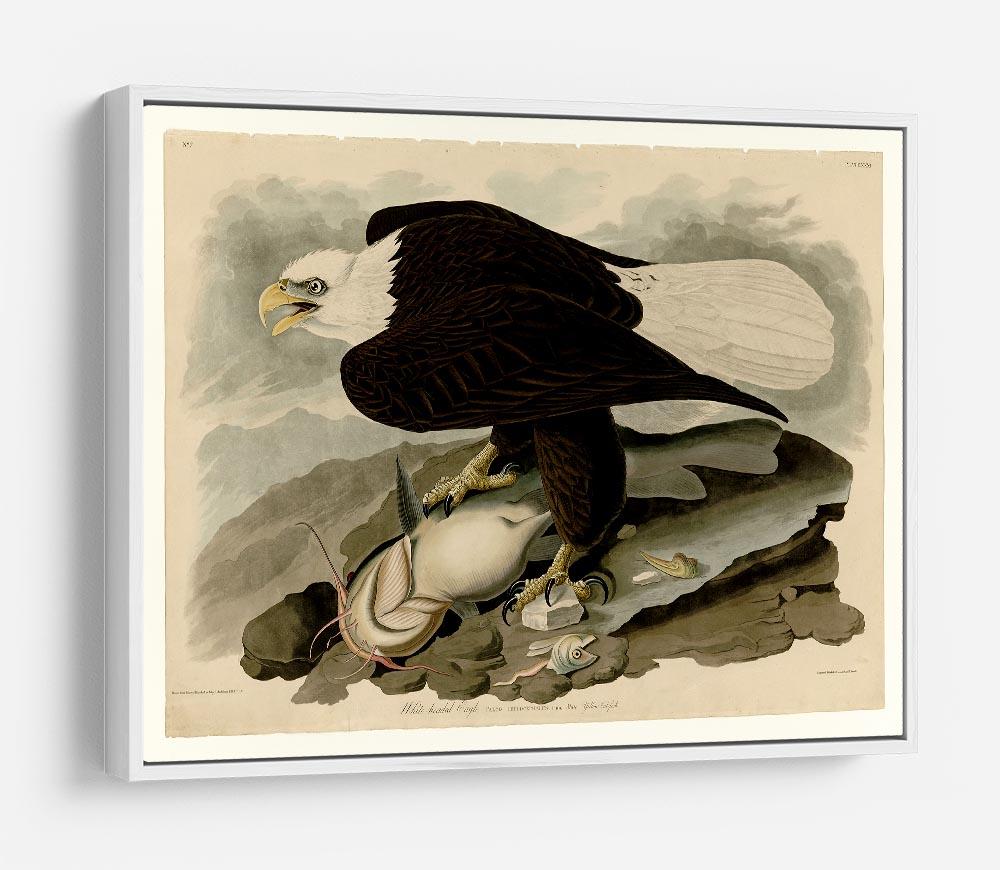 White headed Eagle by Audubon HD Metal Print - Canvas Art Rocks - 7