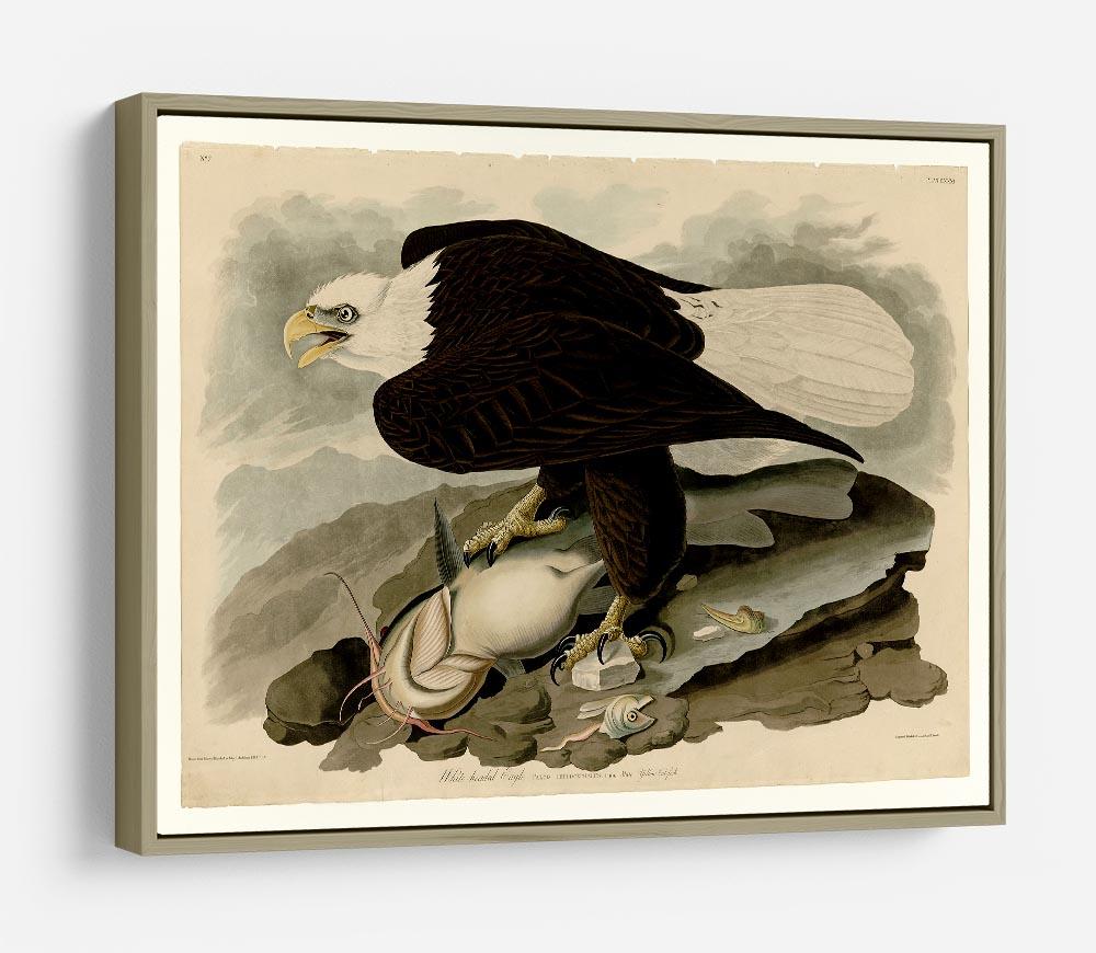 White headed Eagle by Audubon HD Metal Print - Canvas Art Rocks - 8