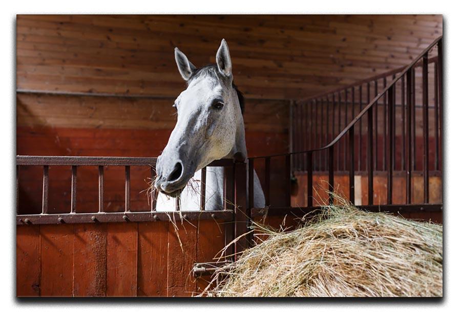 White horse eating hay in the stable Canvas Print or Poster - Canvas Art Rocks - 1