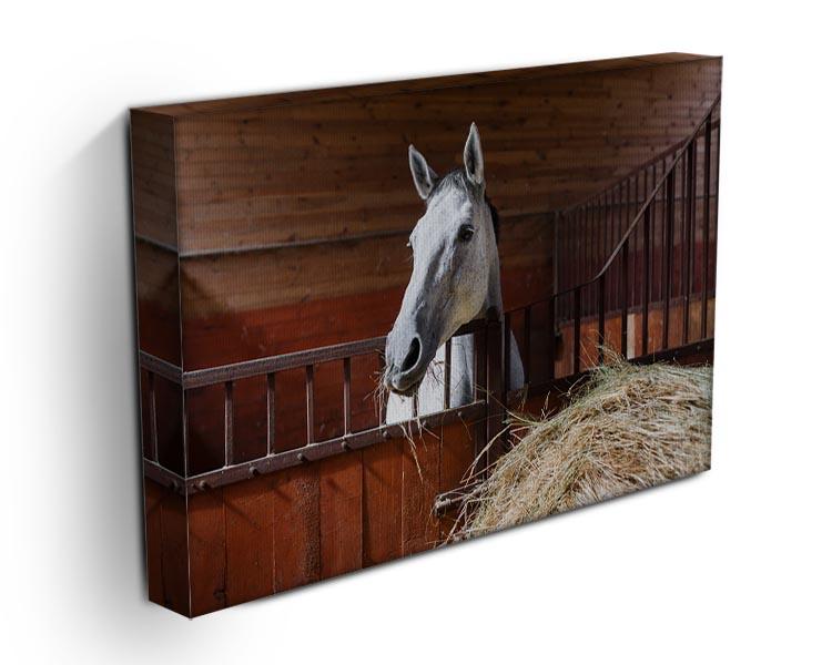 White horse eating hay in the stable Canvas Print or Poster - Canvas Art Rocks - 3