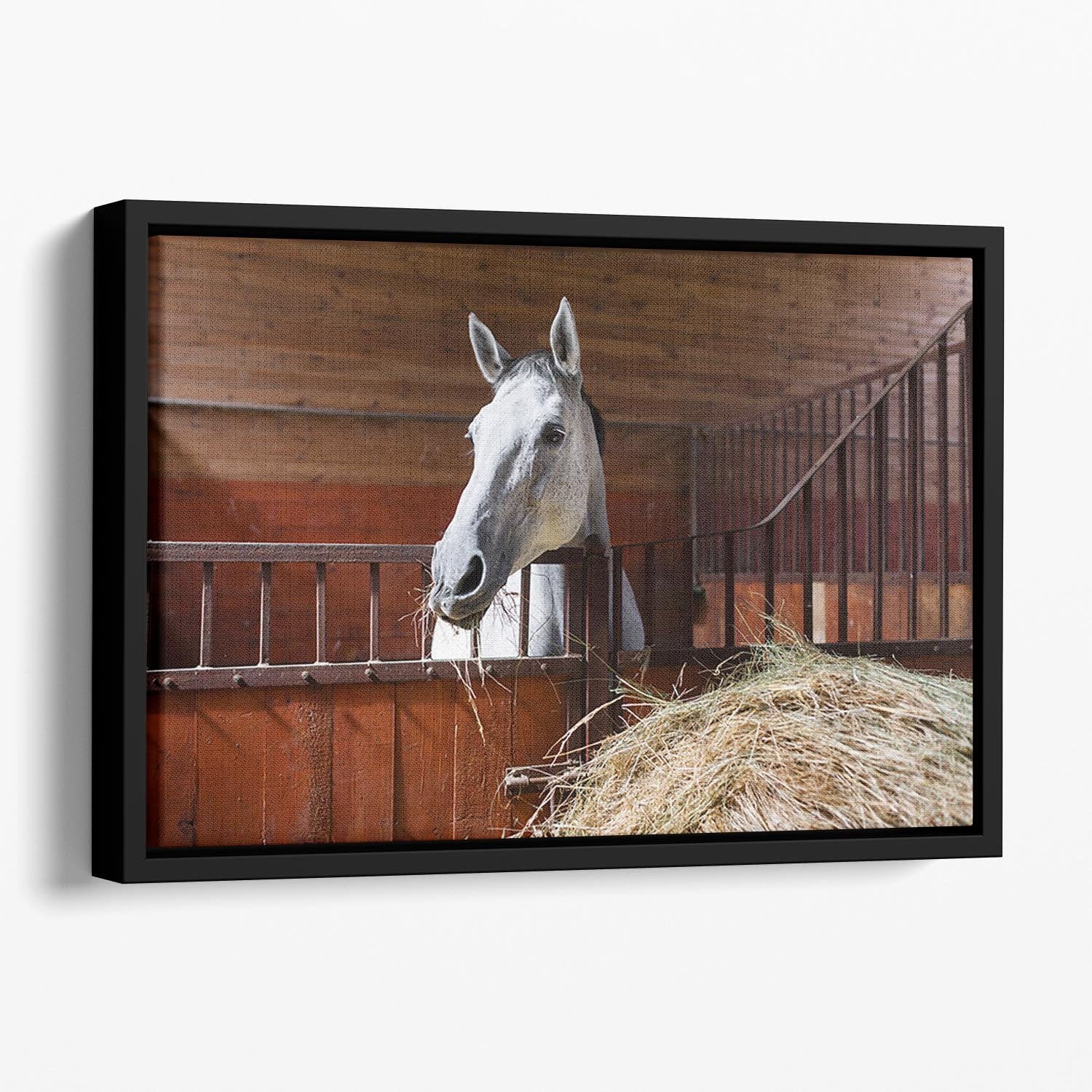 White horse eating hay in the stable Floating Framed Canvas - Canvas Art Rocks - 1