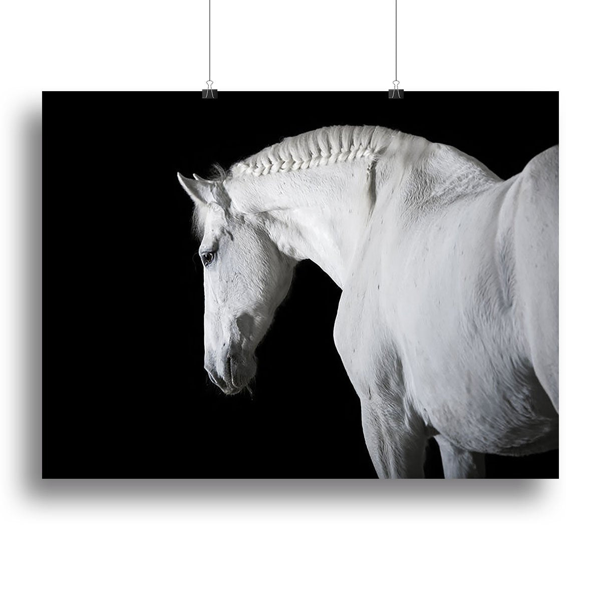 White horse on the black background Canvas Print or Poster