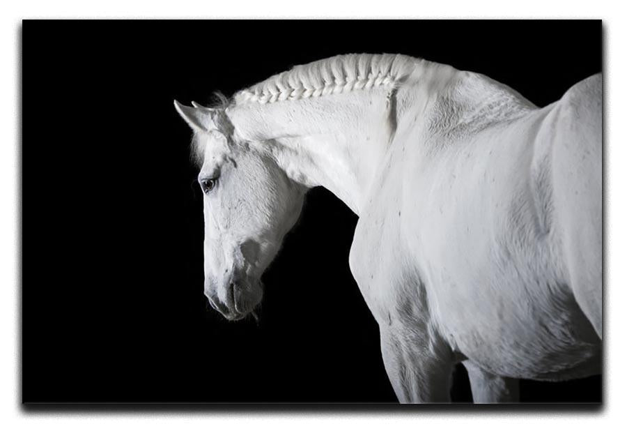 White horse on the black background Canvas Print or Poster - Canvas Art Rocks - 1