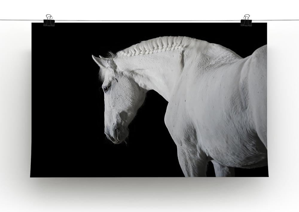 White horse on the black background Canvas Print or Poster - Canvas Art Rocks - 2