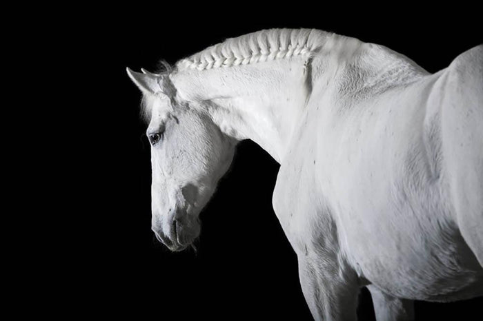 White horse on the black background Wall Mural Wallpaper