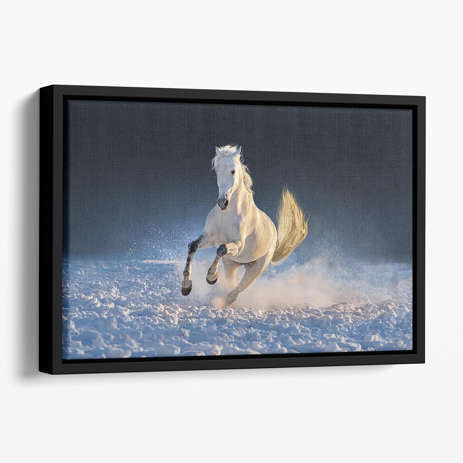 White horse run in snow at sunset Floating Framed Canvas - Canvas Art Rocks - 1