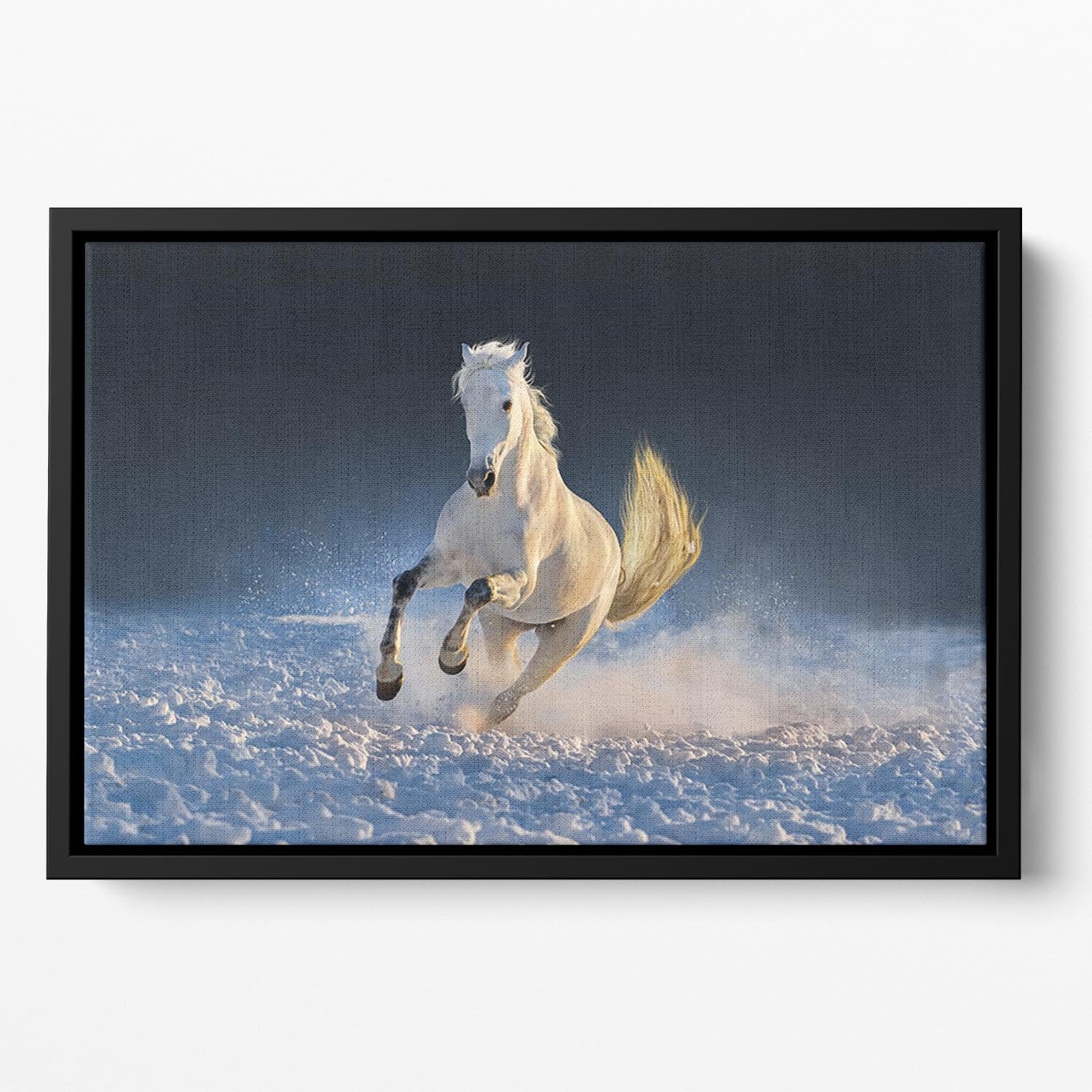 White horse run in snow at sunset Floating Framed Canvas - Canvas Art Rocks - 2