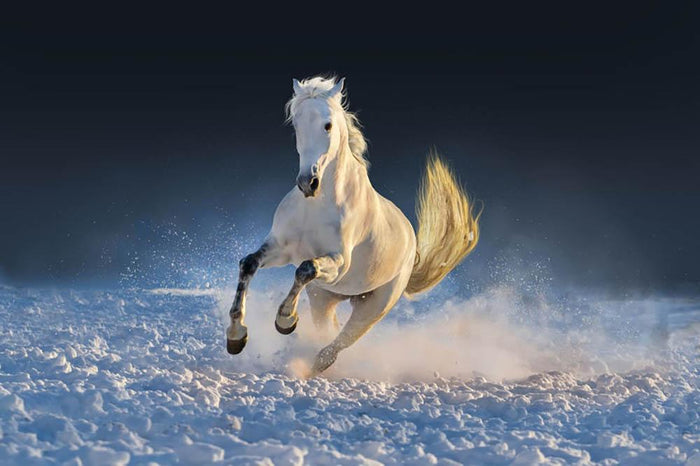 White horse run in snow at sunset Wall Mural Wallpaper