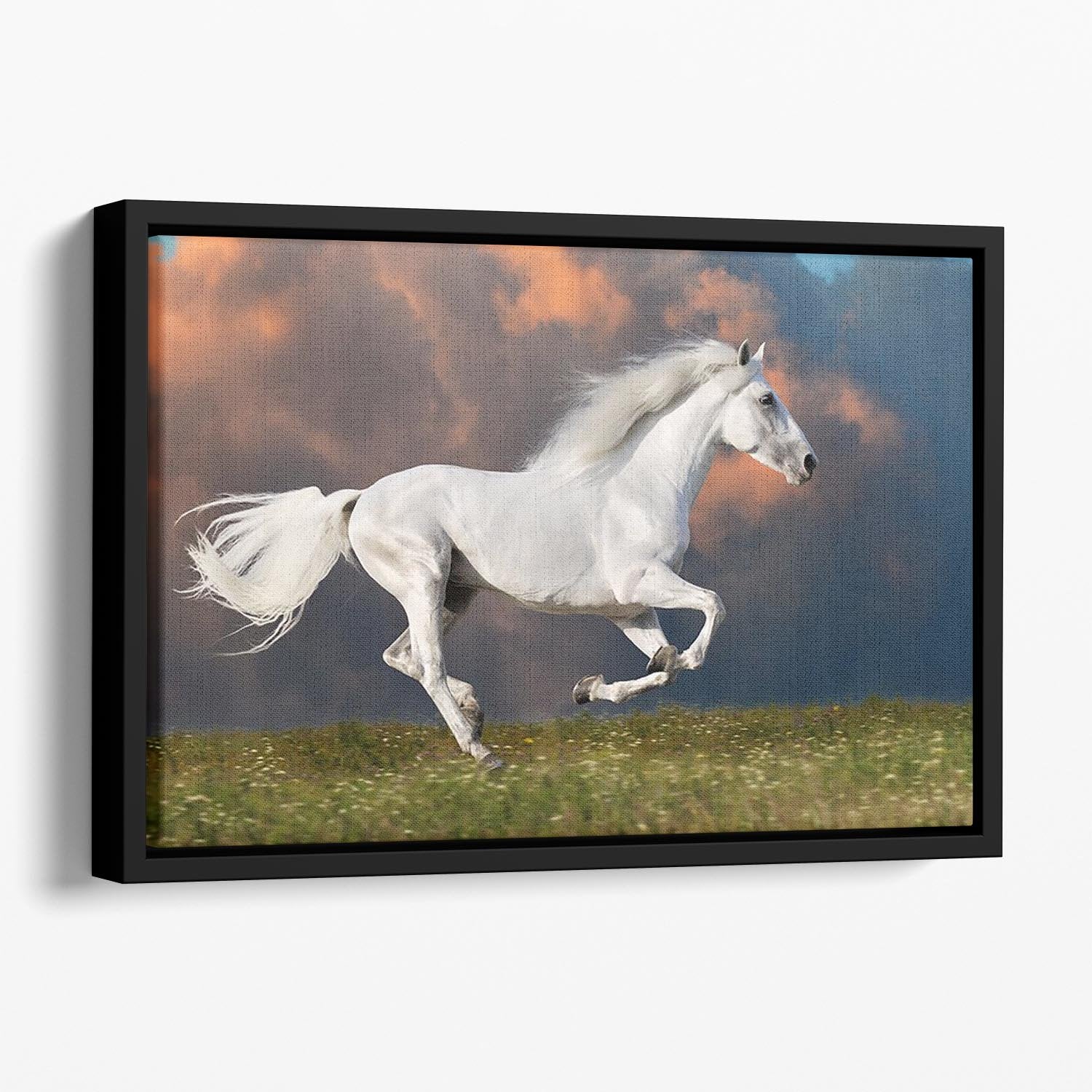 White horse runs gallop on the dark sky Floating Framed Canvas - Canvas Art Rocks - 1