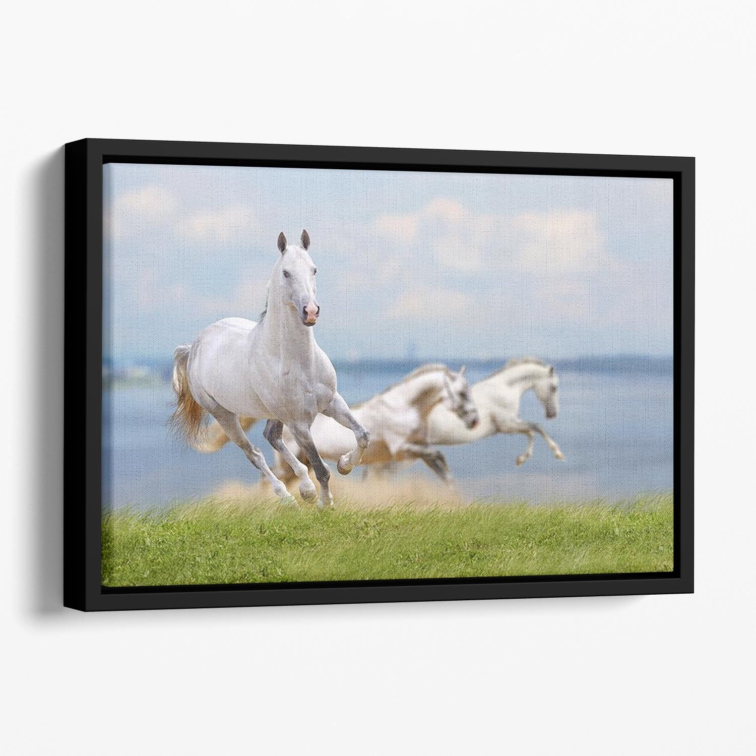 White horses running near water Floating Framed Canvas - Canvas Art Rocks - 1