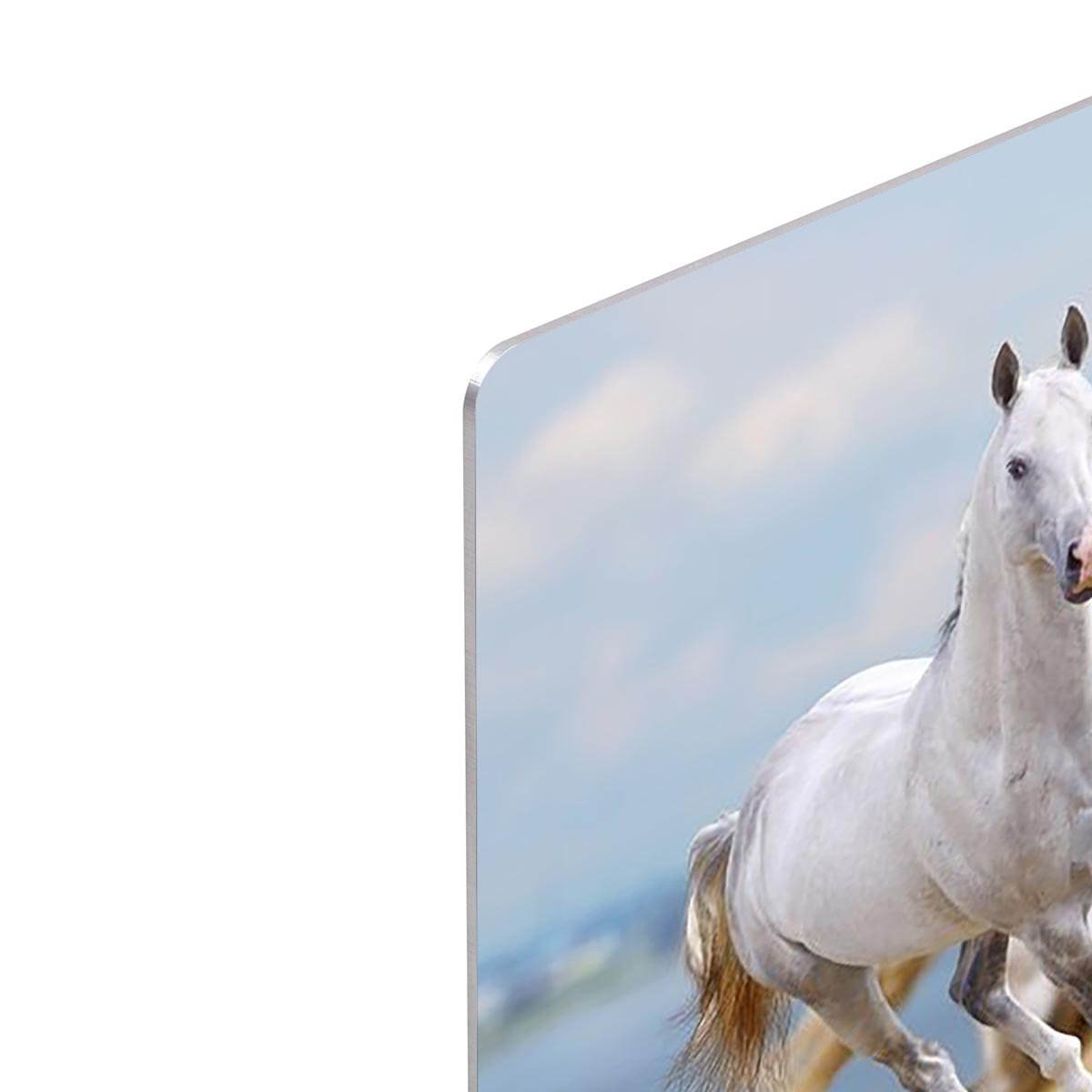White horses running near water HD Metal Print - Canvas Art Rocks - 4