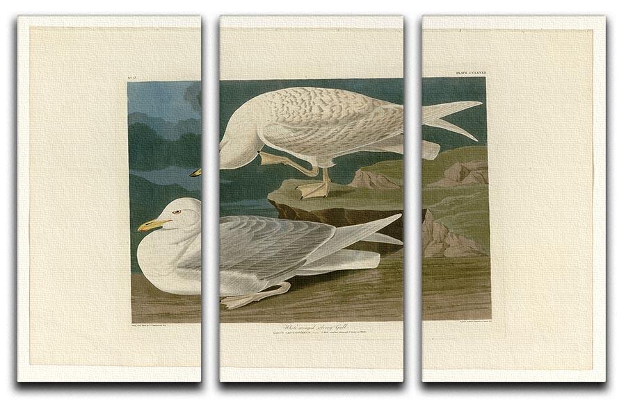 White winged silvery Gull by Audubon 3 Split Panel Canvas Print - Canvas Art Rocks - 1
