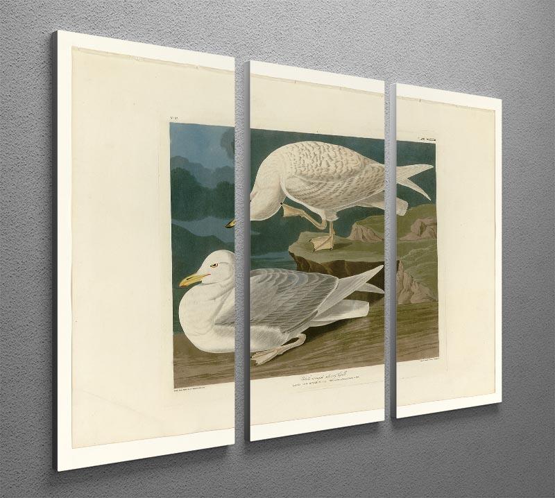 White winged silvery Gull by Audubon 3 Split Panel Canvas Print - Canvas Art Rocks - 2