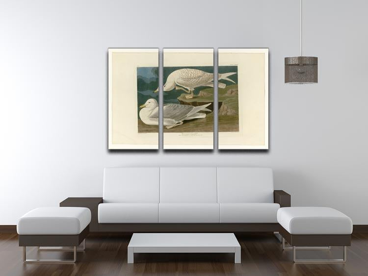 White winged silvery Gull by Audubon 3 Split Panel Canvas Print - Canvas Art Rocks - 3