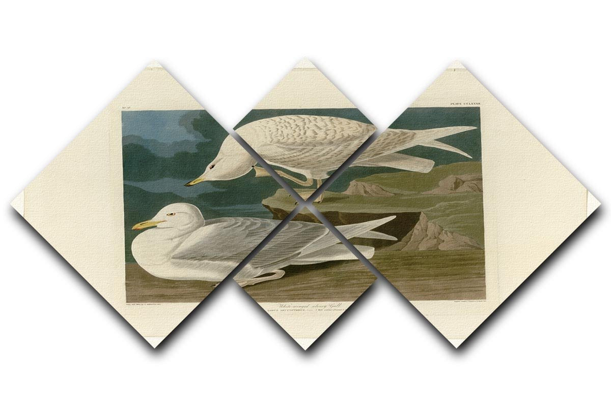 White winged silvery Gull by Audubon 4 Square Multi Panel Canvas - Canvas Art Rocks - 1