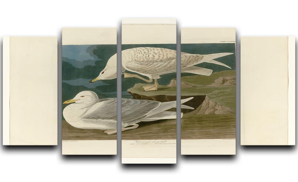 White winged silvery Gull by Audubon 5 Split Panel Canvas - Canvas Art Rocks - 1