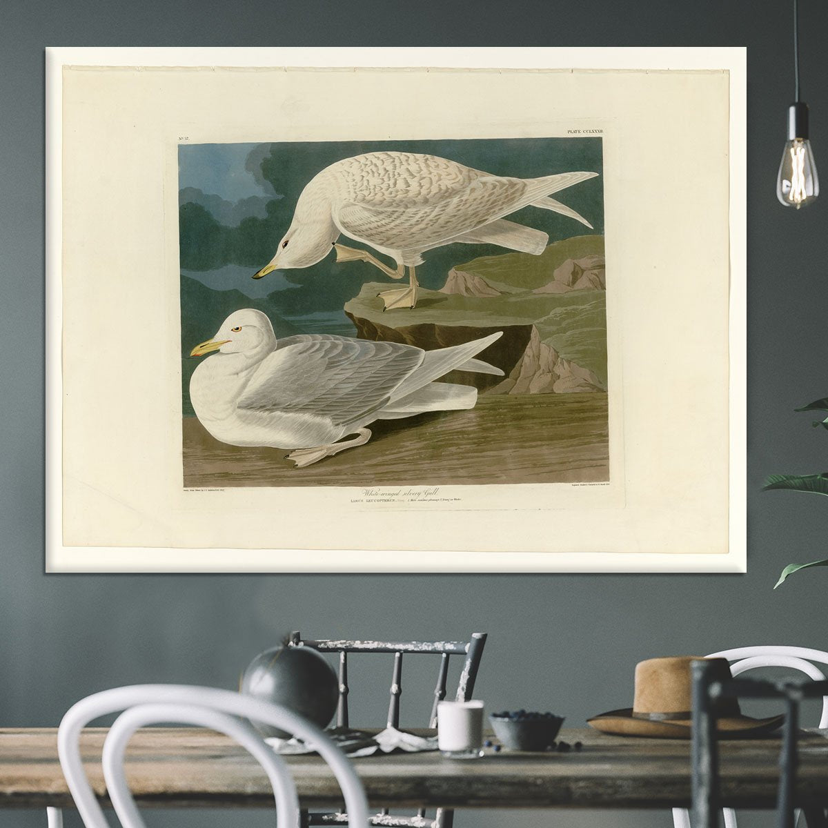 White winged silvery Gull by Audubon Canvas Print or Poster